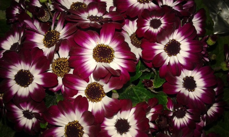 Цинерария Приморская cineraria maritima