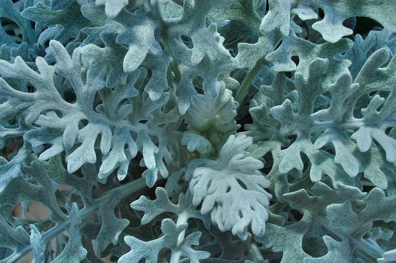 Цинерария Приморская (Senecio cineraria)