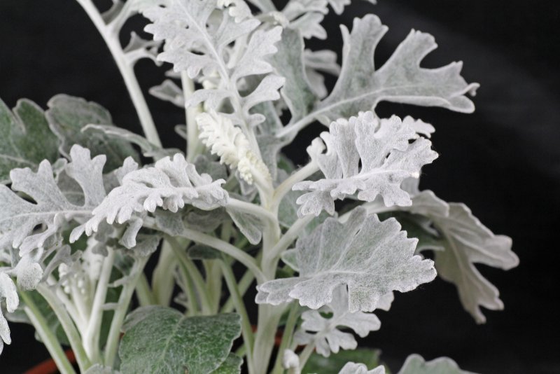 Цинерария Приморская cineraria maritima