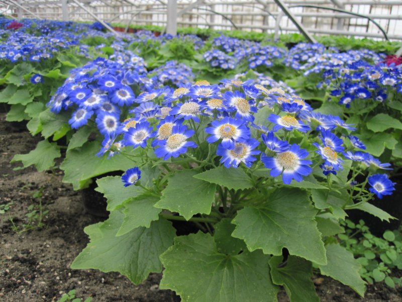 Цинерария Приморская (Senecio cineraria)