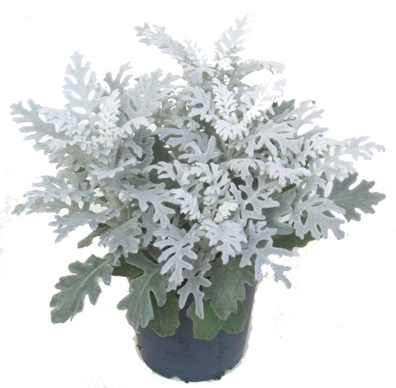 Цинерария Приморская (Senecio cineraria)
