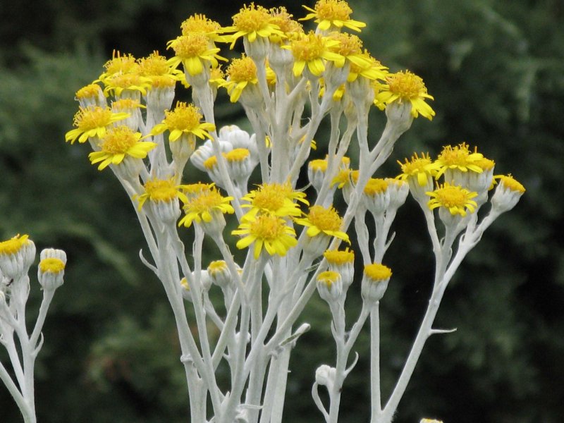 Цинерария Приморская (Senecio cineraria)