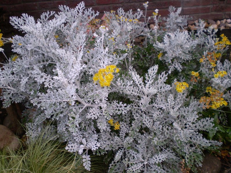 Цинерария Приморская cineraria maritima