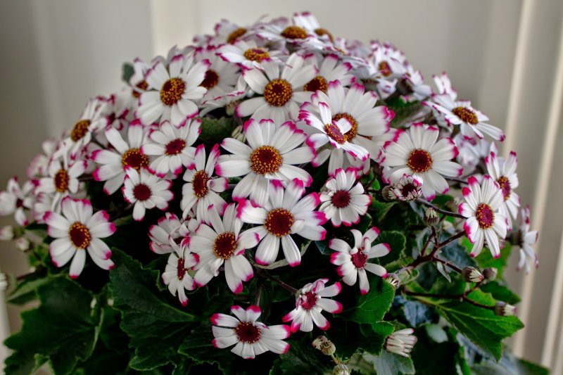 Сенецио cineraria