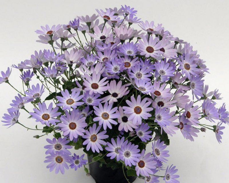Цинерария Приморская (Senecio cineraria)