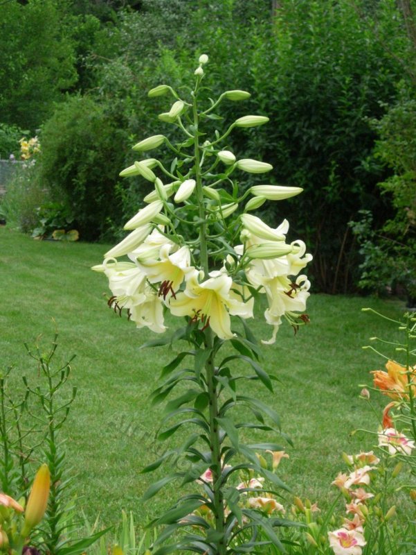 Лилия Lilium Honeymoon