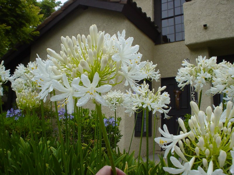 Agapanthus praecox