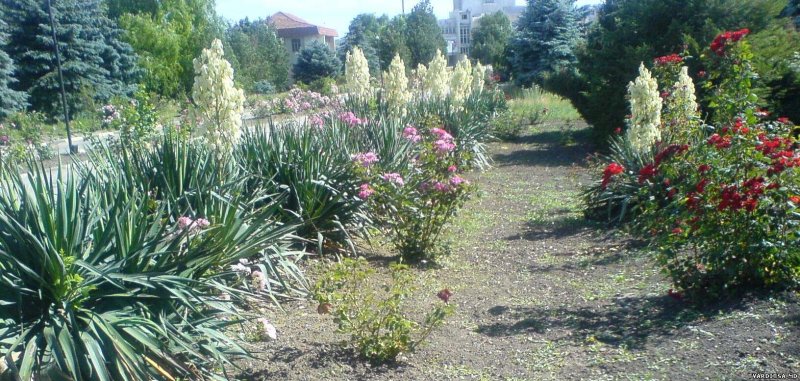 Юкка и розы на клумбе