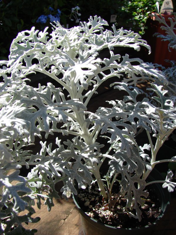 Цинерария Приморская cineraria maritima