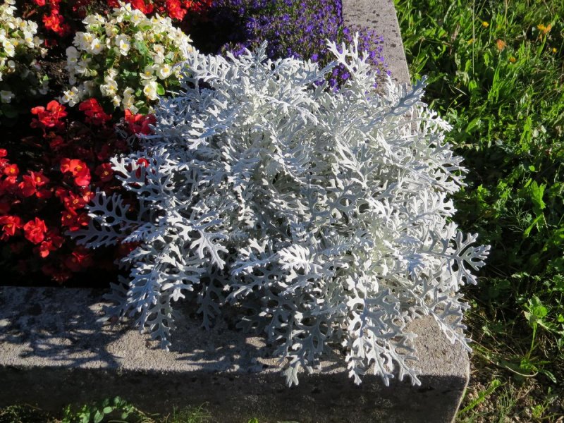 Цинерария Приморская cineraria maritima