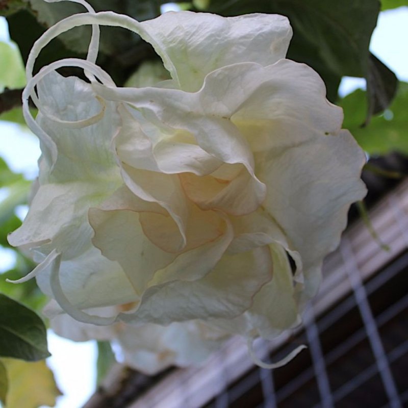 Датура Double White