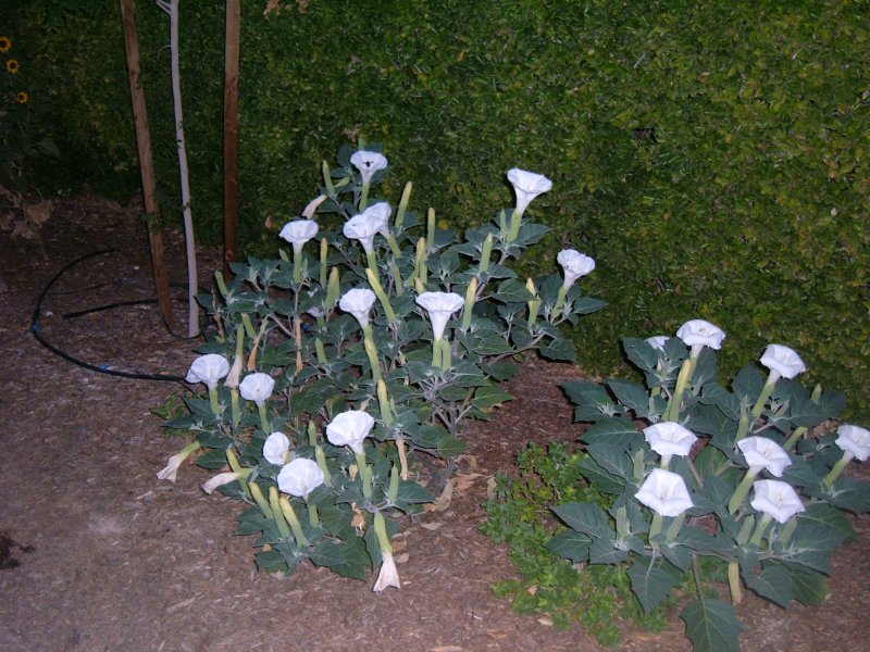 Datura Night