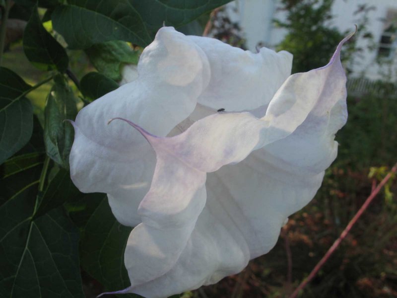 Датура Double White