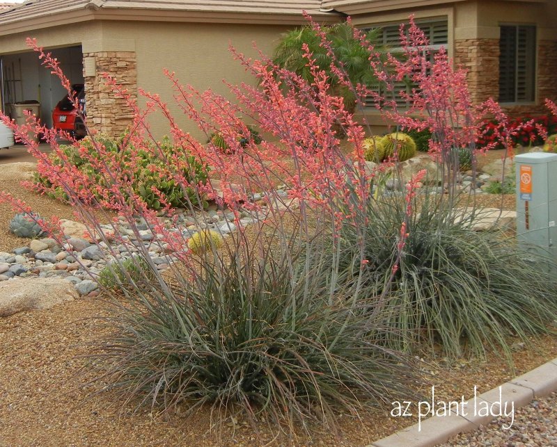Red Yucca