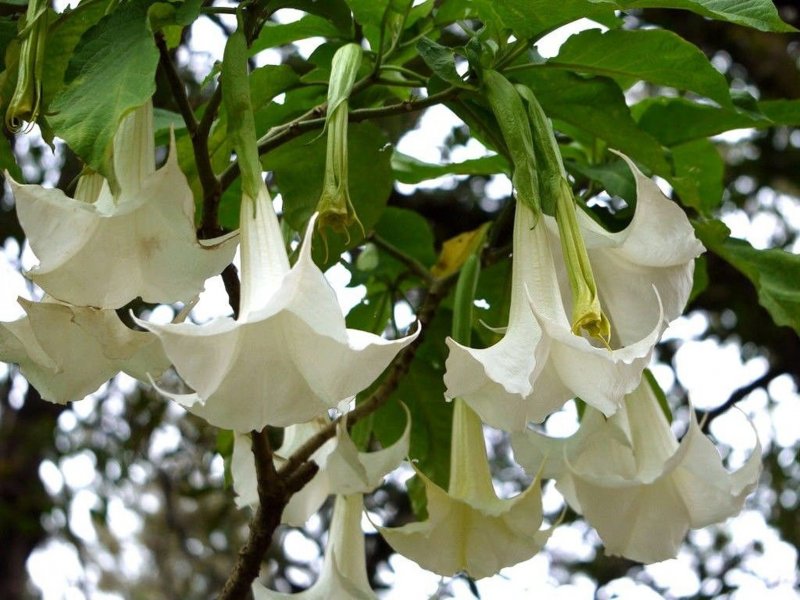Brugmansia Arborea