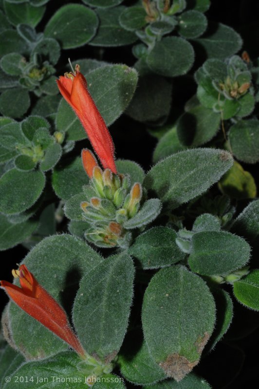 Dicliptera suberecta