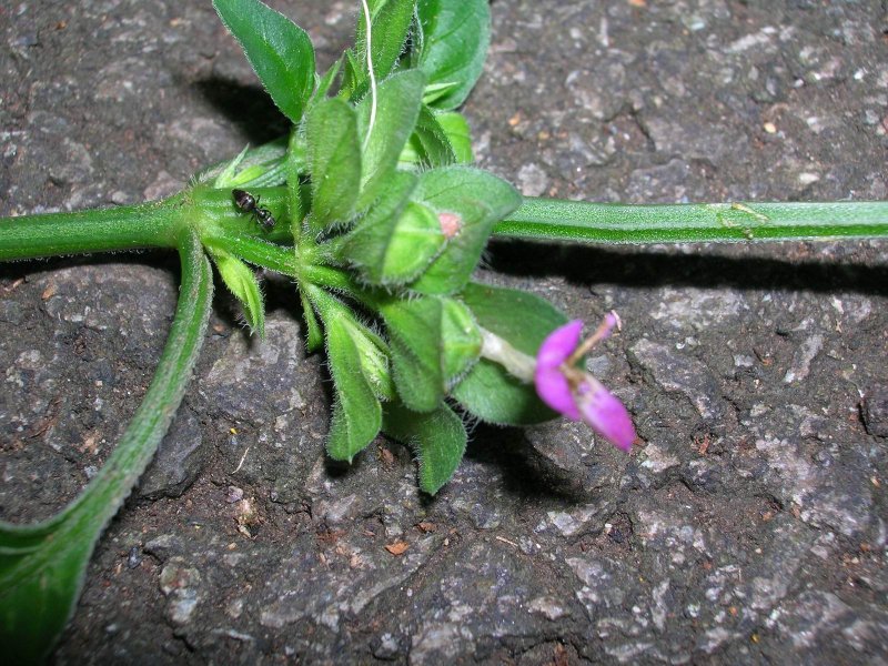 Dicliptera