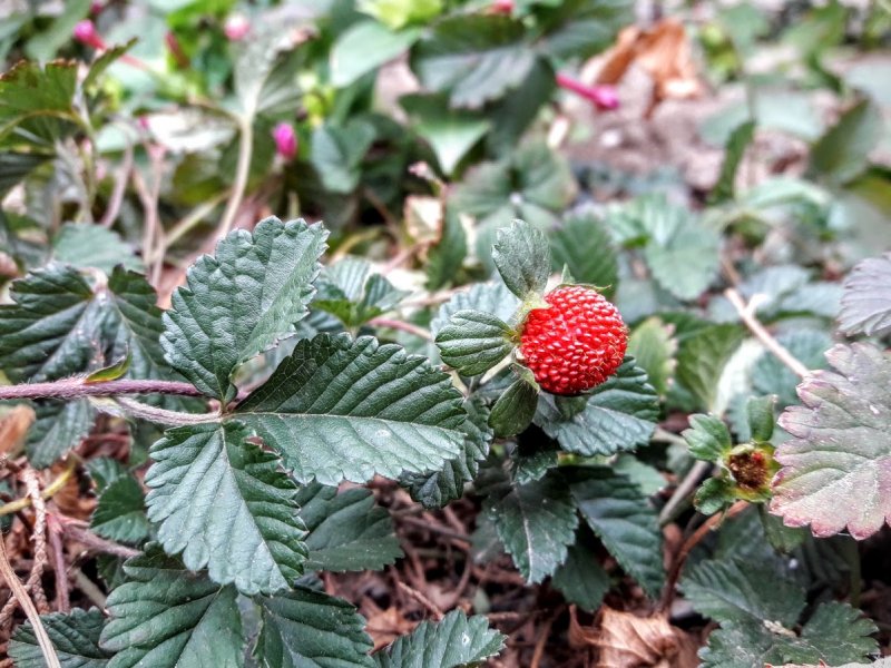 Дюшенея индийская (Duchesnea Indica)