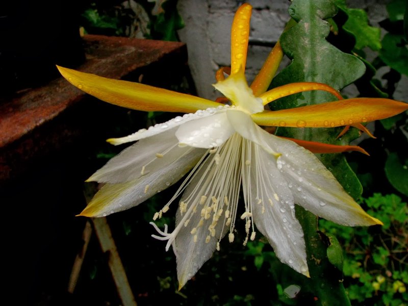 Montanoa atriplicifolia