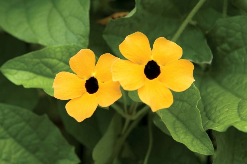 Montanoa bipinnatifida