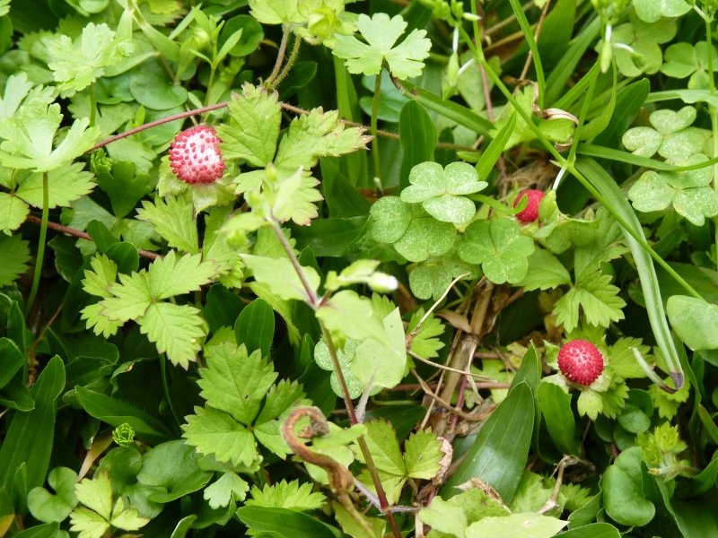 Дюшенея индийская (Duchesnea Indica)