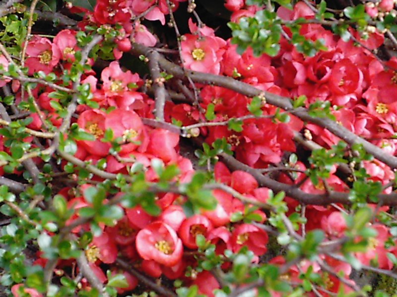 Dicliptera aripoensis