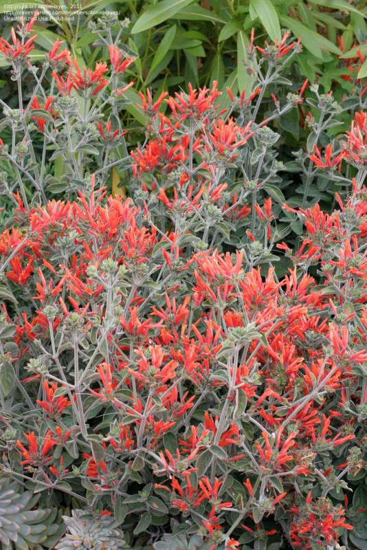 Dicliptera suberecta