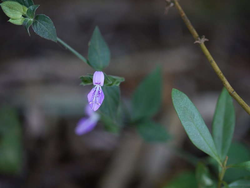 Dicliptera aripoensis