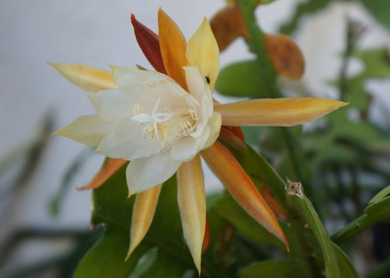 Dicliptera aripoensis
