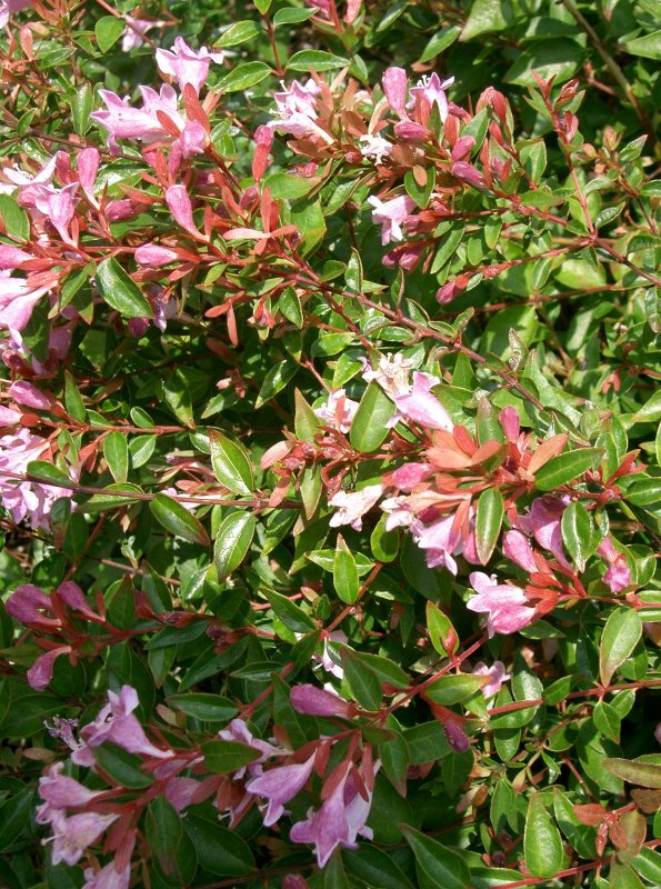 Dicliptera aripoensis