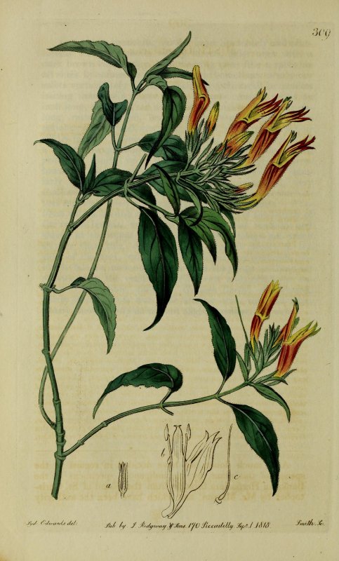 Rana japonica