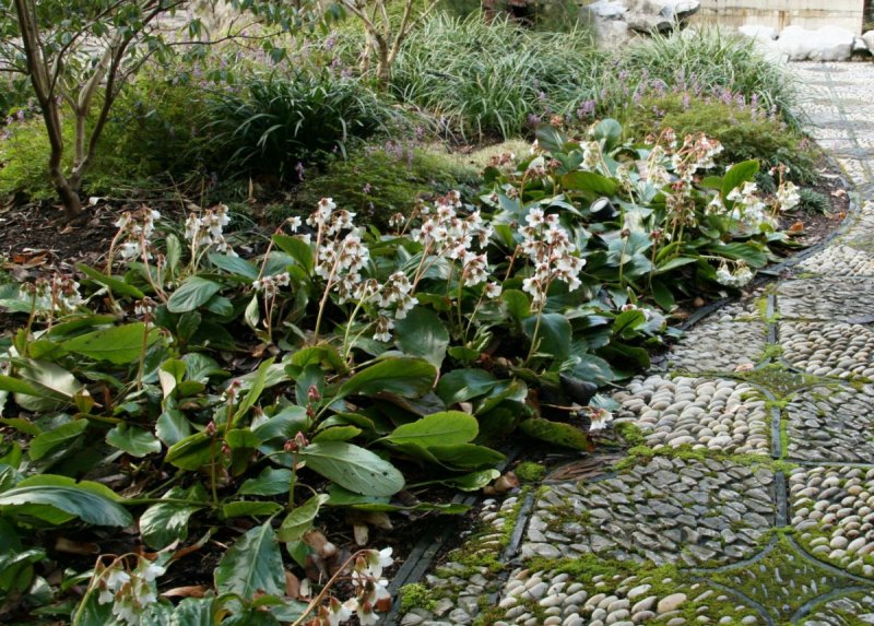 Bergenia emeiensis