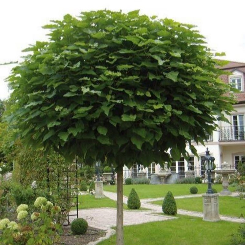 Клен катальпа