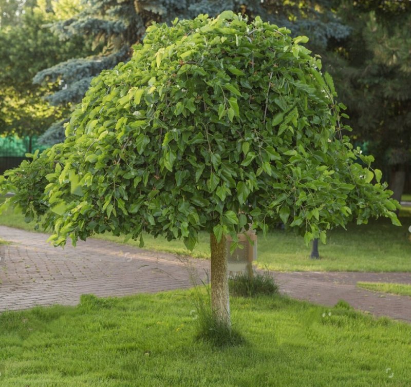 Робиния Umbraculifera Пендула