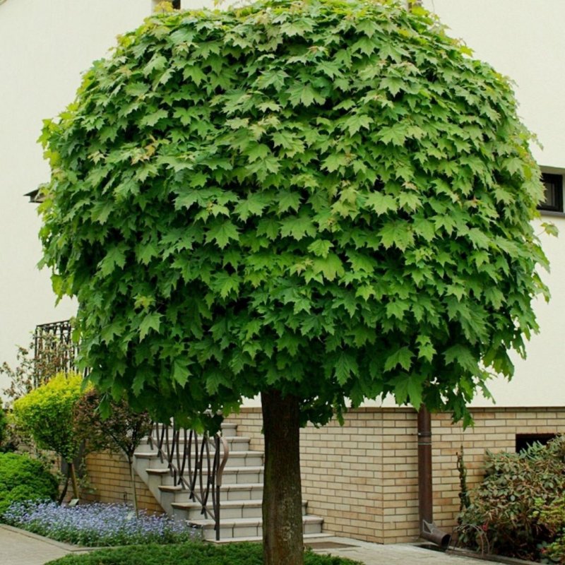 Конский каштан мясо-красный Aesculus carnea