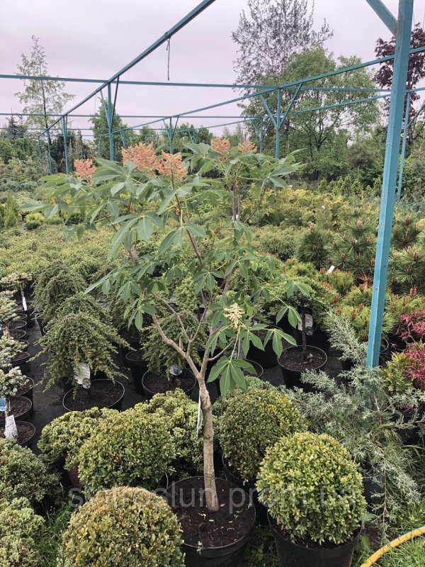 Aesculus Pavia Koehnei