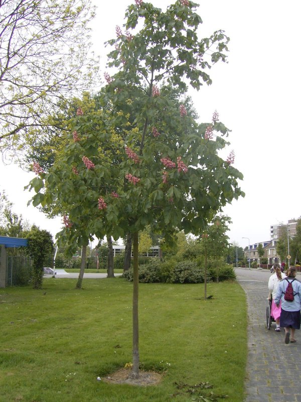 Каштаны в Питере