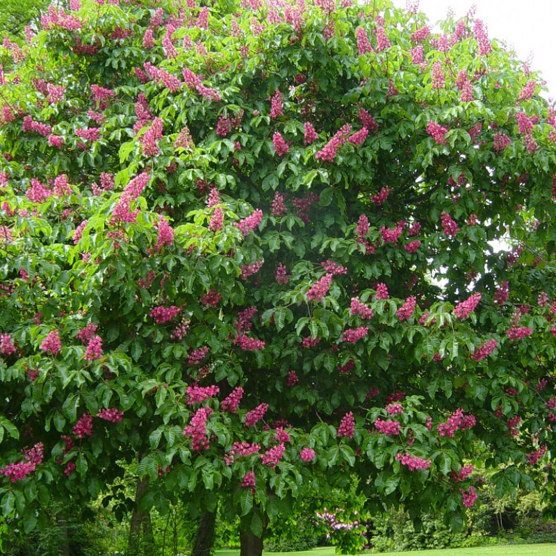 Катальпа бигнониевидная (Catalpa bignonioides)