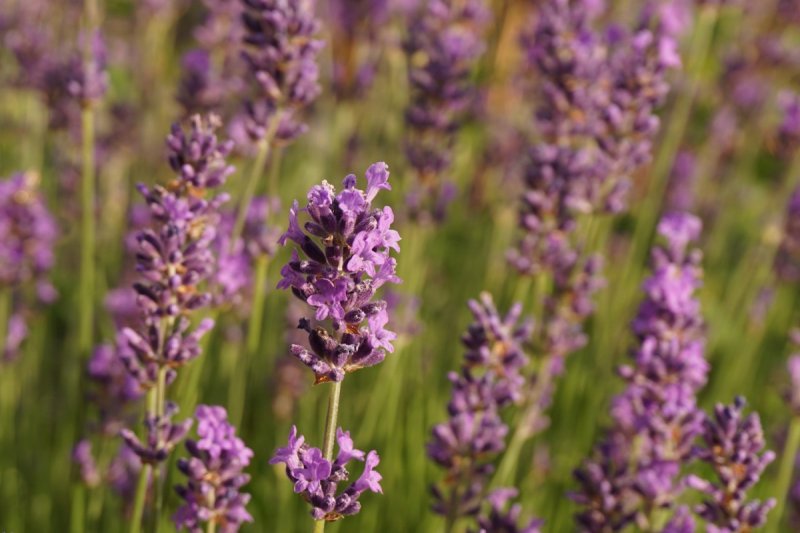 Lavandula ang. 'Essence Purple'