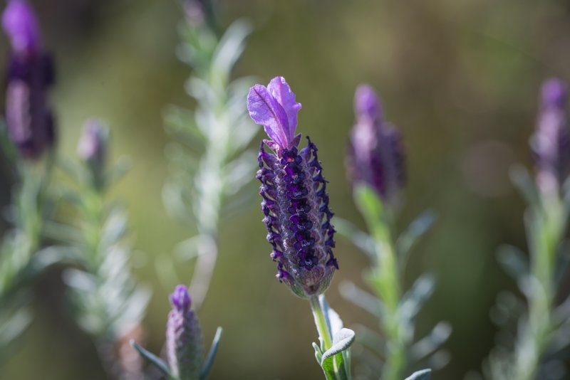 Лаванда многонадрезная Lavandula multifida