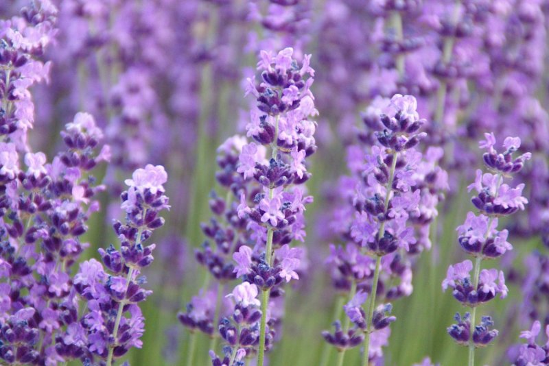 Lavandula angustifolia Essence Purple