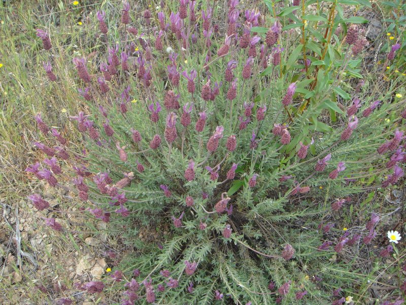 Lavandula pedunculata