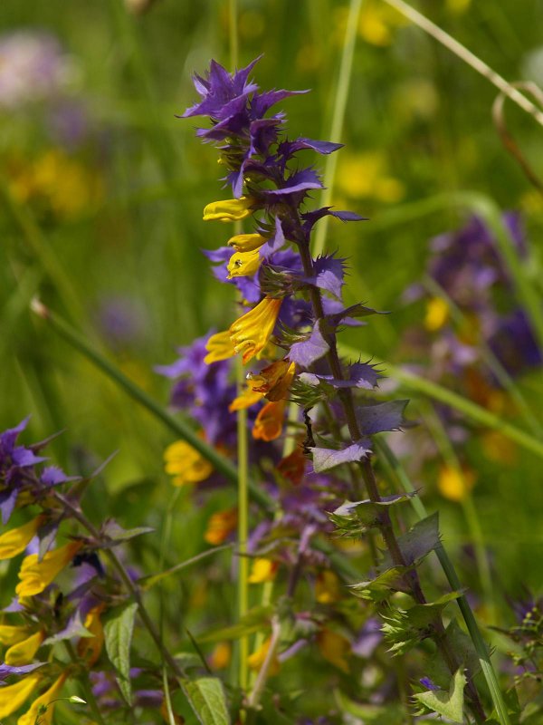 Melampyrum nemorosum Марьянник Дубравный цветок