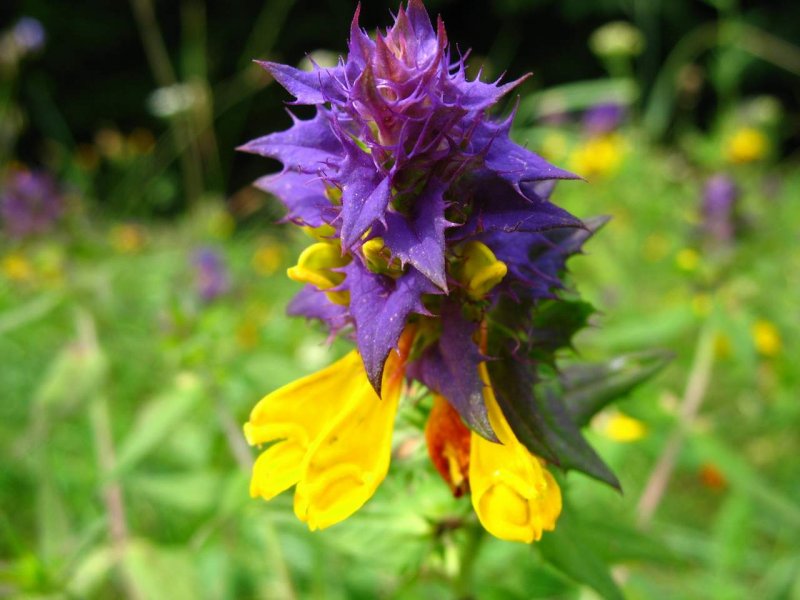 Марьянник Дубравный (Melampyrum nemorosum)-