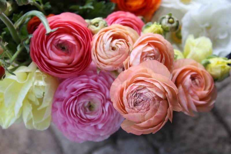 Лютик Ranunculus
