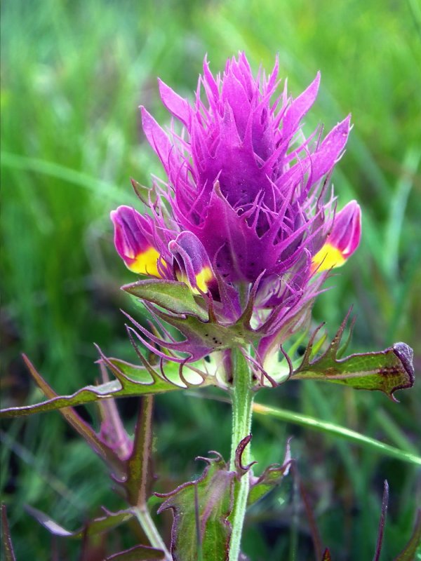 Марьянник Дубравный (Melampyrum nemorosum)-