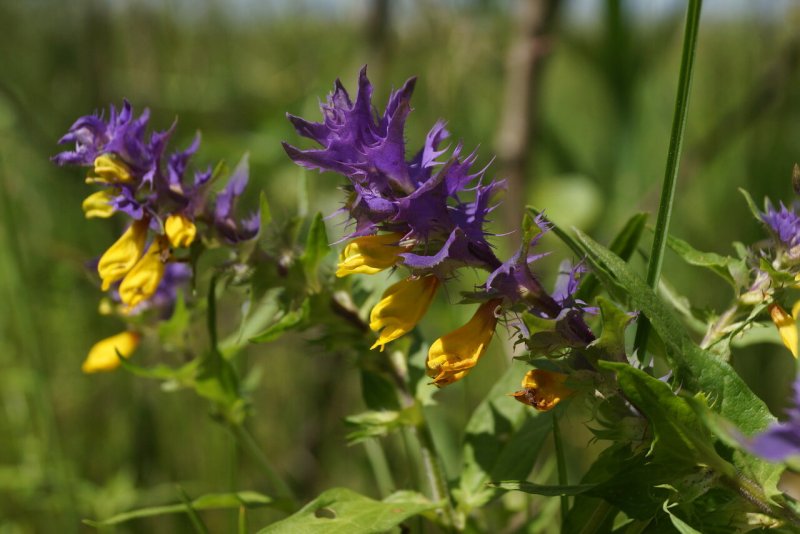 Марьянник Дубравный (Melampyrum nemorosum)-