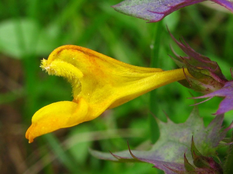 Melampyrum sylvaticum