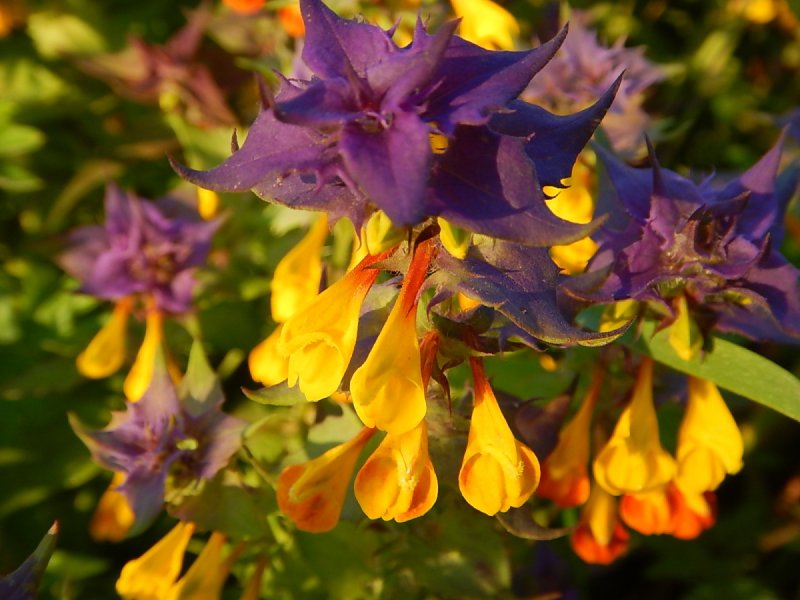 Марьянник Луговой (Melampyrum pratense)