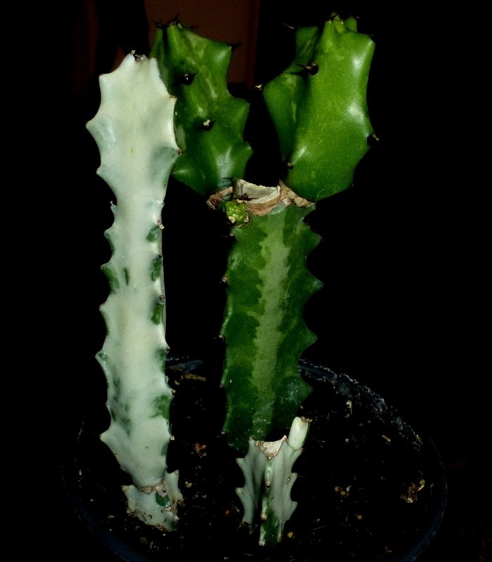 Молочай Лактея White Ghost